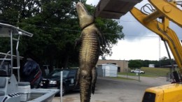 Fishermen: We Killed Gator in Self-Defense