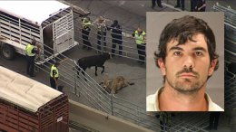 20 Cows Killed, Euthanized After Crash