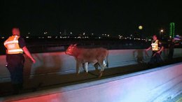 Cattle Crash Shuts Down I-35E in Dallas