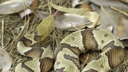 Snake Bite Victim Tried to Protect Children