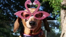 Dog Days of Summer - May 27, 2013