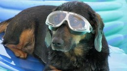 Dog Days of Summer - Gallery II
