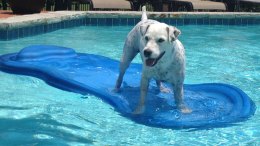 Dog Days of Summer - Gallery III