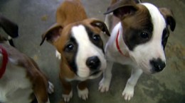 Overcrowded Shelter May Euthanize Healthy Animals