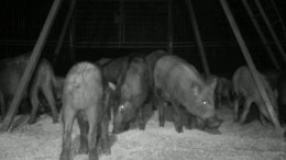 Smartphones Help Trappers Wrangle Feral Hogs