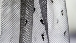 Dallas Starts Mosquito Spraying