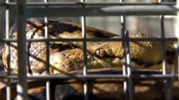 11-Foot Snake Found Roaming Apartment Complex