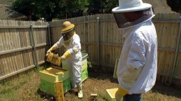 Gardeners Buzzing Over Urban Beekeeping