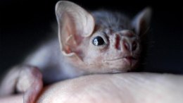 Texas Should Prepare for Vampire Bats: Biologist