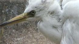 Egret Invasion Stinks Up Carrollton