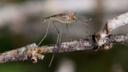 West Nile Virus Frequently Asked Questions