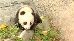 Baby Panda Explores New Home