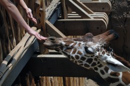 Where We Were: Giants of the Savanna