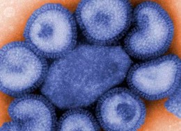 411 on H1N1-A Ends Con"flu"sion