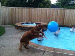 [UGCDFW-CJ-dog days]Rex wants to play ball too