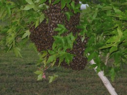 [UGCDFW-CJ]Bee swarm in Aledo