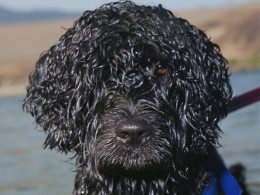 First Dog Coming to the White House Soon
