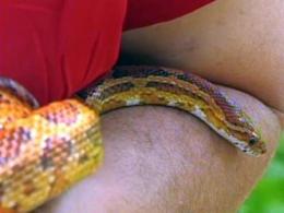 Summertime Has Snakes Slithering Into Yards