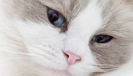 "Cat Lady" Survived by 100 Cats