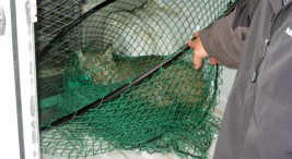 Here, Kitty, Kitty… Bobcat Nabbed in Frisco