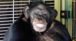 "You Have to Kill This Chimp," Owner Cries to 911