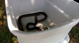 Snakes, Flip-Flops Don't Mix