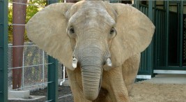 Jenny the Elephant Gets a New Friend