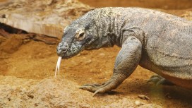 Fort Worth Zoo Lizards on the Move