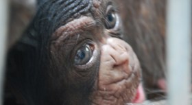 Dallas Zoo Ownership Turns Private 