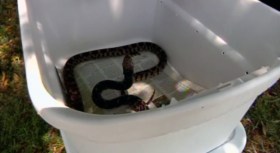 Snakes, Flip-Flops Don't Mix