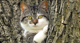 That Darn Cat Won't Budge