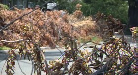 Month-Old Storm Debris Now Fire Hazard: Residents
