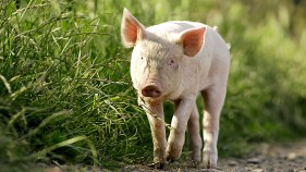 Europe Soccer Games Get "Oracle Hog" to Predict Wins