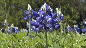 Bluebonnets Spring Up in North Texas
