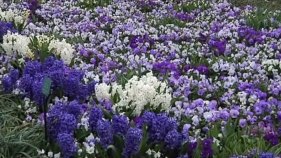 Dallas Blooms Returns to the Arboretum