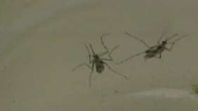 Second Flower Mound Mosquito Tests Positive for WNV