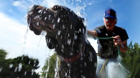 Texas Court to Decide "Value" of Pets
