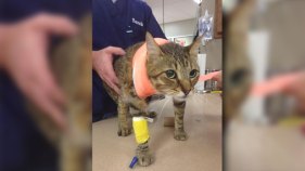 Officer on Leave After Cat Shot With Crossbow