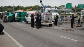 Cattle Trailer Crashes, Closes NB I-35E