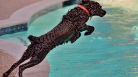 Dog Days of Summer 2013 - Gallery V