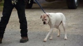 Mauled Toddler Will Stay in Foster Care