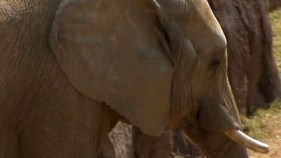 Controversial Dallas Zookeeper Resigns