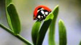 90,000 Ladybugs Released in Valley Ranch
