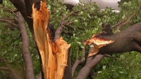 McKinney Cleaning Up Downed Branches, Trees