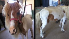 Men Charged With Neglecting Pony