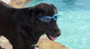 Dog Days of Summer 2009 - Gallery III