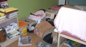 Man Hoards 21 Cats In Motel Room