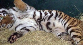 Rescued Tiger is Happy, Well-Fed