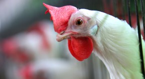 Chicken Sales Lead to Dallas Zoning Flap