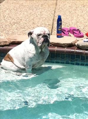 Dog Days of Summer 2012 - Gallery VIII